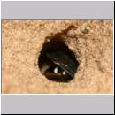 Episyron rufipes - Wegwespe w36 beim Nesteintrag mit einer Spinne.jpg